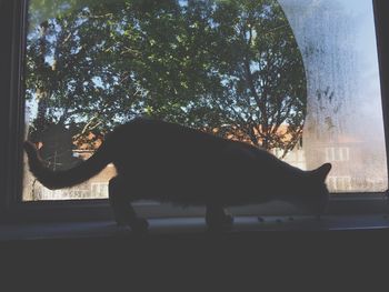 Close-up of cat on window