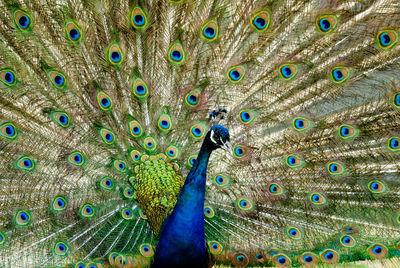 Close-up of peacock