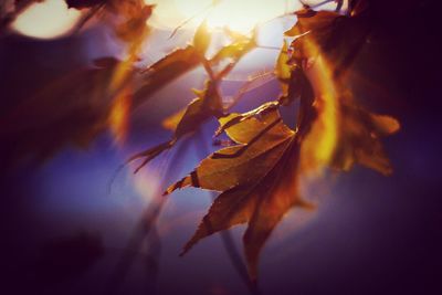 Low angle view of tree during autumn
