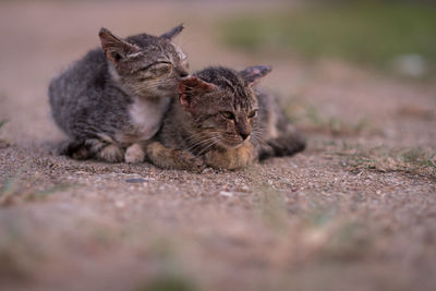 Close-up of a cat lying on footpath