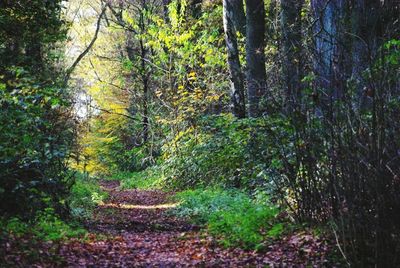 Footpath passing through forest