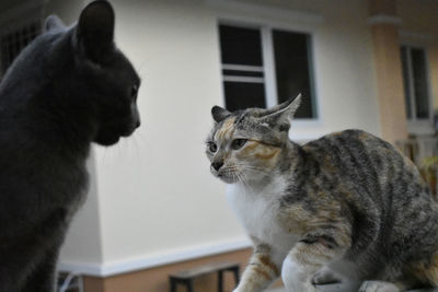 Close-up of a cat looking away