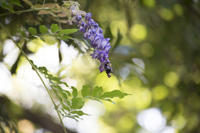 Close-up of honey bee pollinating on purple flower