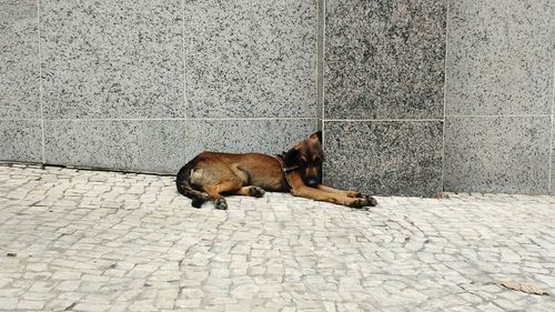 Dog relaxing on footpath