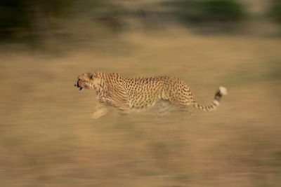 Side view of cheetah in lake