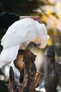 Close-up of white cockatoo