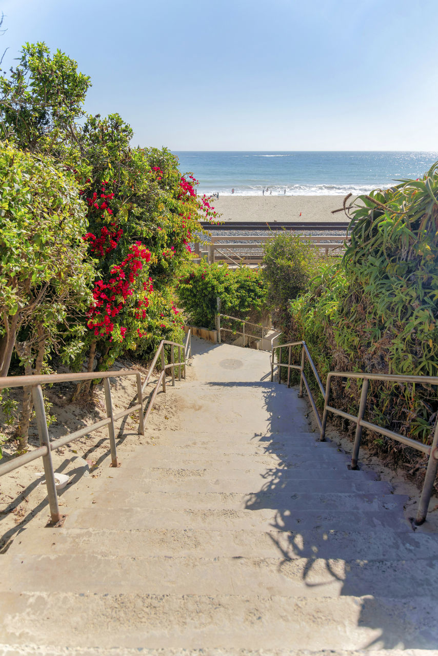 PLANTS GROWING ON BEACH AGAINST SEA