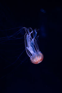 Close-up of jellyfish swimming in sea