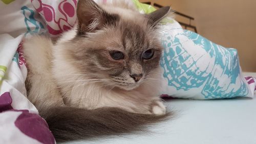 Cat lying on bed at home