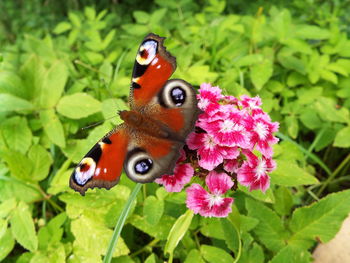 Close-up of butterfly perching on flower