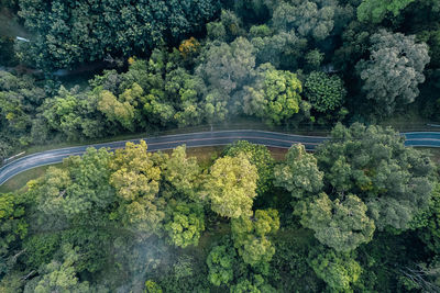 High angle view of plants growing in forest