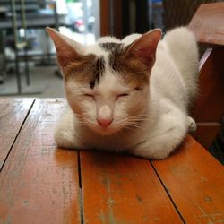 Close-up of cat resting on table