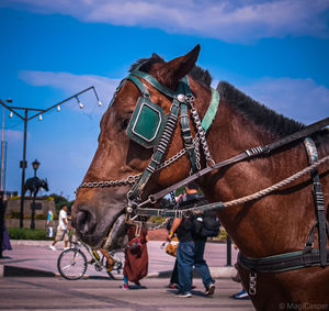 Horse cart