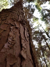 Low angle view of tree trunk in forest