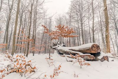 Bare trees on snow covered landscape