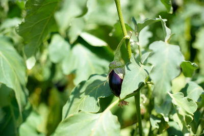 Close-up of eggplant growing in vegetable garden