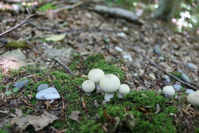 High angle view of mushrooms growing on field