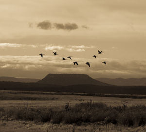 Birds flying over mountains against sky