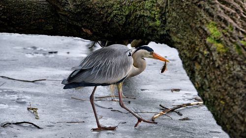 Got it, gray heron caught a fish