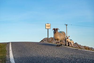 Rear view of man walking on road against clear sky