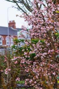 Close-up of pink cherry blossom tree