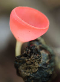 High angle view of pink flower