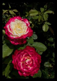 Close-up of pink rose blooming outdoors