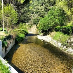 Stream flowing through forest