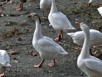 Flock of birds on land