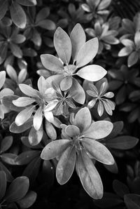 Close-up of frangipani blooming outdoors
