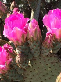 Close-up of pink flower