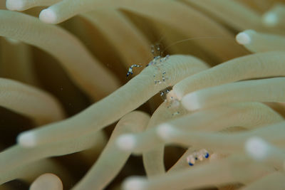 Close-up of insect on water