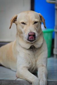 Close-up of dog looking away while sitting at home