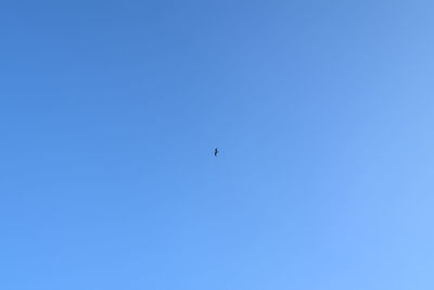 Low angle view of eagle flying against clear blue sky