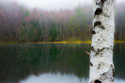 Reflection of trees in lake