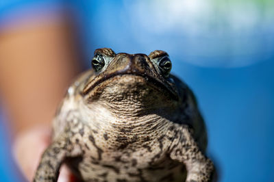 Close-up of frog