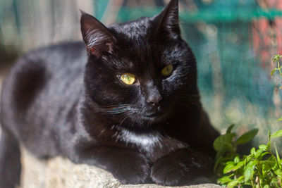 A selective focus shot of handsome black cat . close up, european kittens,animal item , cats lover