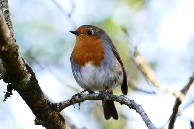 Close-up of bird perching on tree