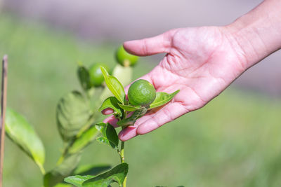 Close-up of hand holding plant