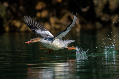 Bird flying over lake