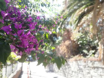 Close-up of flower tree