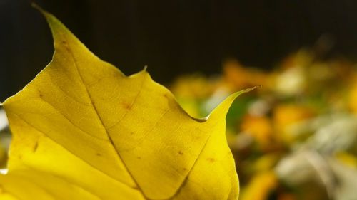 Close-up of yellow leaf