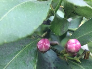 Close-up of pink flowers