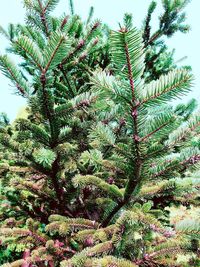 Low angle view of pine tree