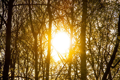 Sun shining through trees