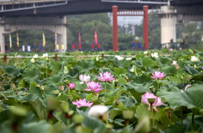 Lotus water lilies blooming at semiwon park