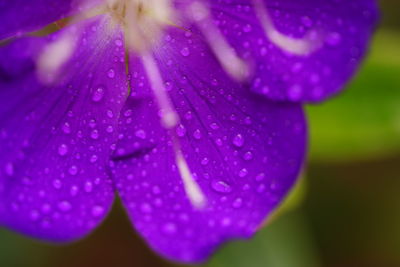 Close-up of wet purple flower