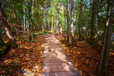 Boardwalk amidst trees in forest