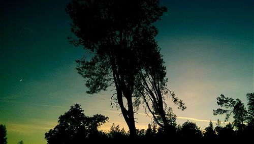 Low angle view of silhouette trees against sky at sunset