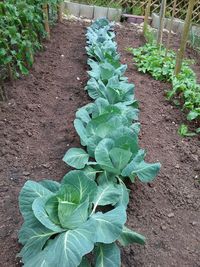 High angle view of plant growing in garden